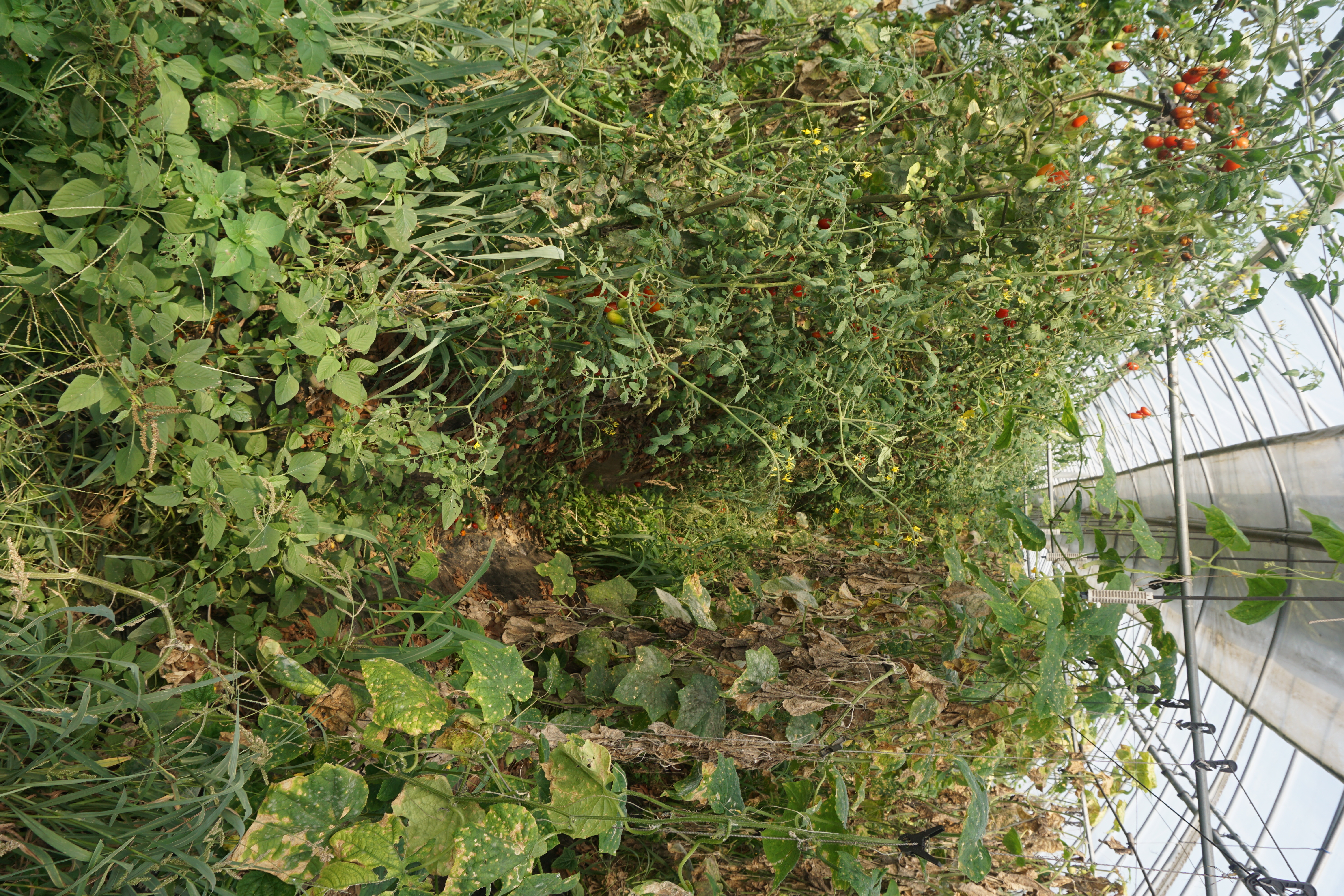 DSC09855