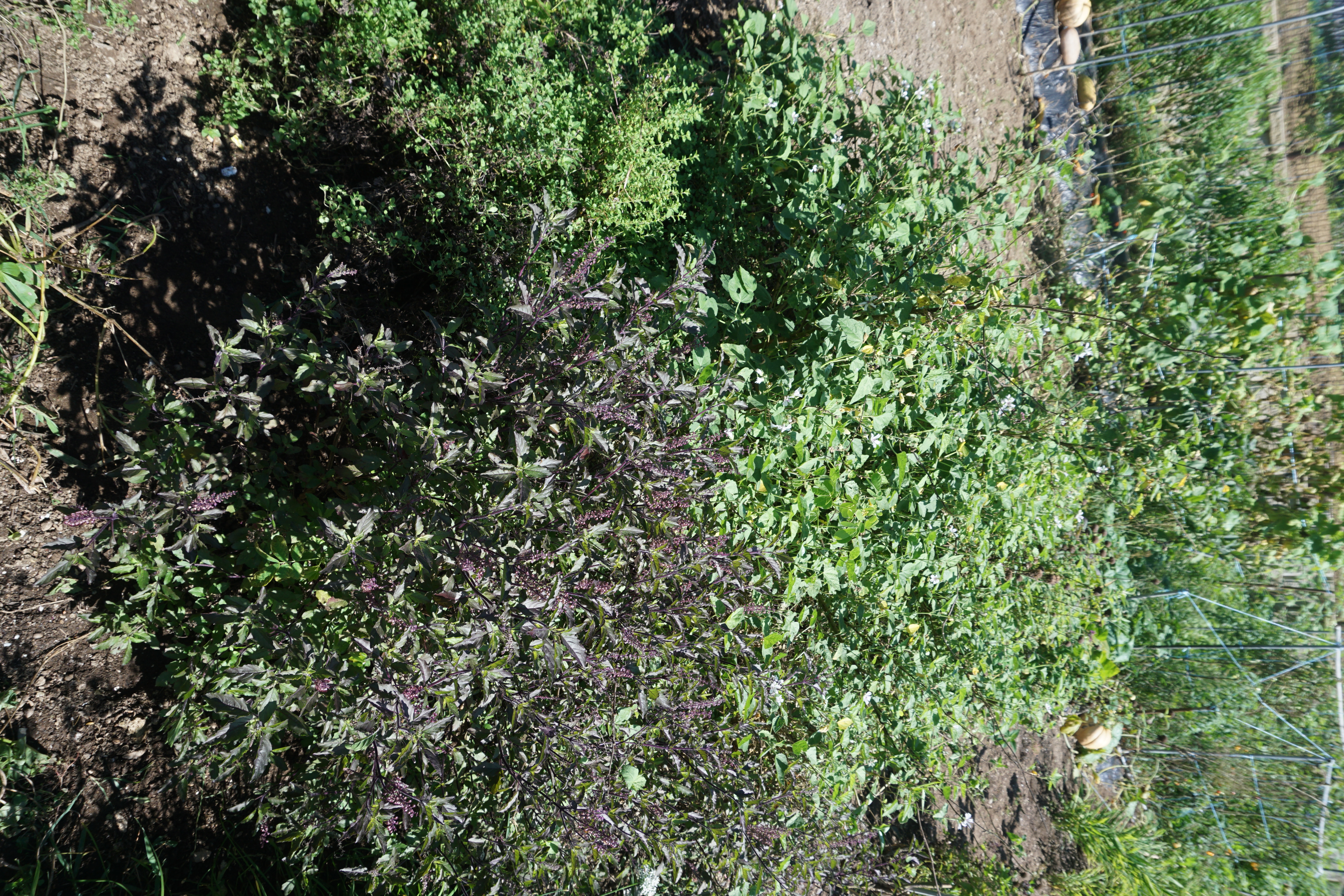 DSC09860