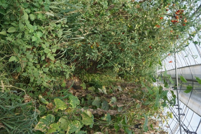 DSC09853