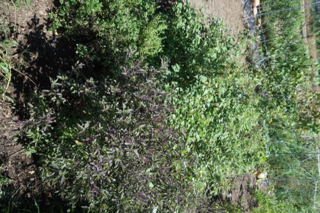 DSC09860